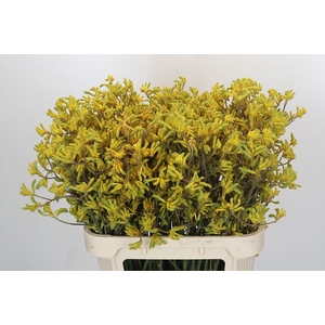 Anigozanthos Bush Down