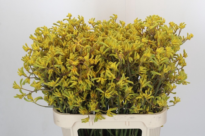<h4>Anigozanthos Bush Down</h4>