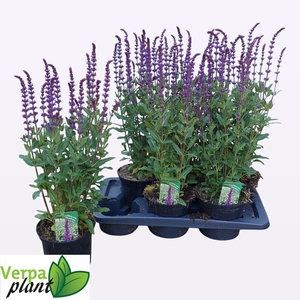 SALVIA NEMOROSA