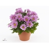 Chrysant Classic Pink