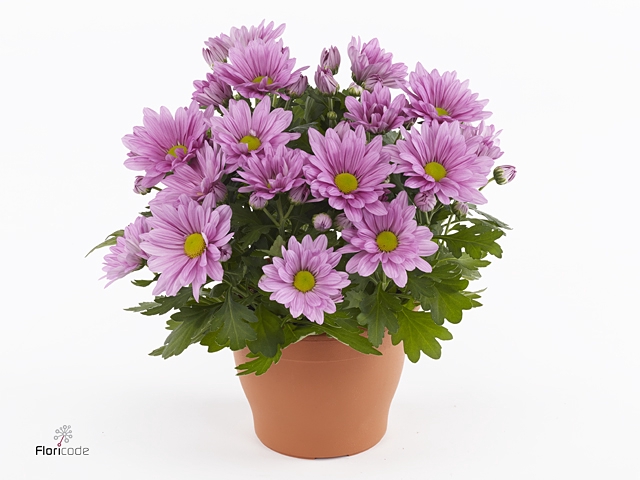 Chrysant Classic Pink