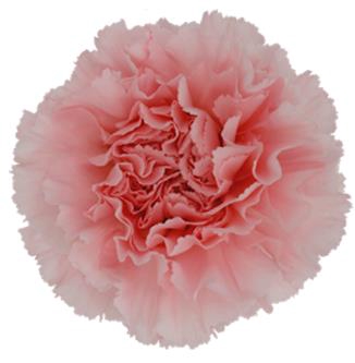 <h4>Di St Doncel</h4>