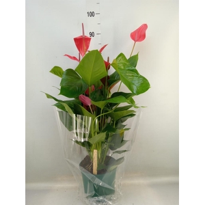 Anthurium andr. 'Melodia Ibis'