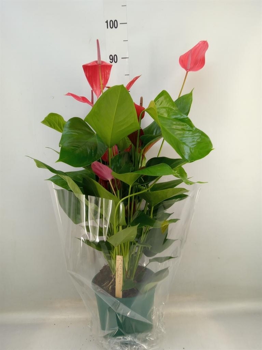 <h4>Anthurium andr. 'Melodia Ibis'</h4>