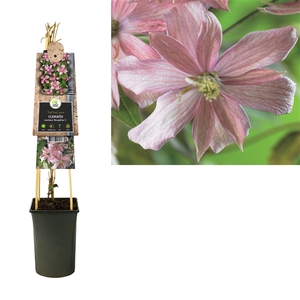 Clematis montana 'Broughton S.' 3.0 label