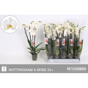 PHAL AN NOTTINGHAM