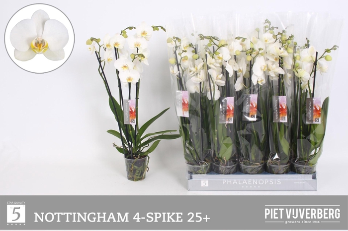 <h4>PHAL AN NOTTINGHAM</h4>