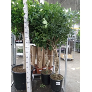 Schefflera arbor. 'Compacta'