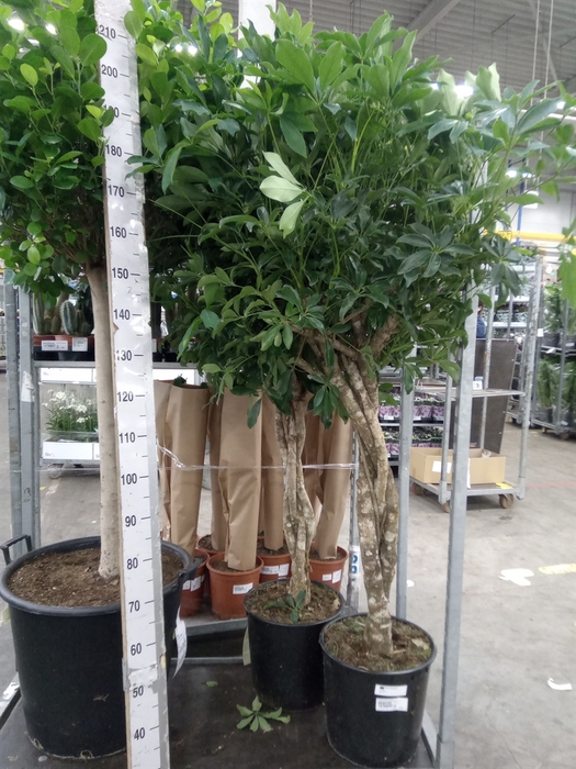 <h4>Schefflera arbor. 'Compacta'</h4>