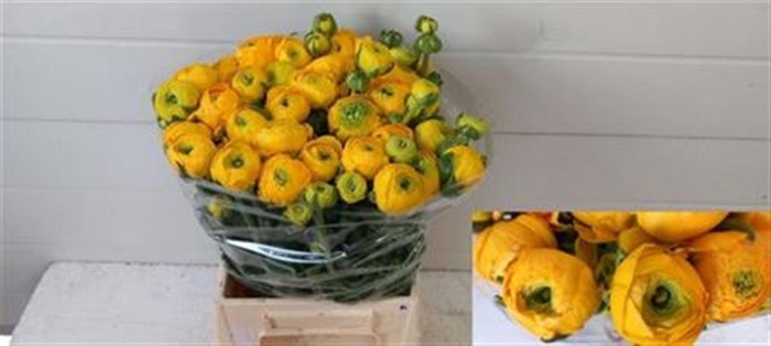 <h4>Ran Azur Gold</h4>