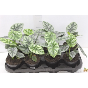 ALOCASIA BLACK P12