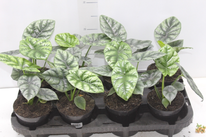 ALOCASIA BLACK P12
