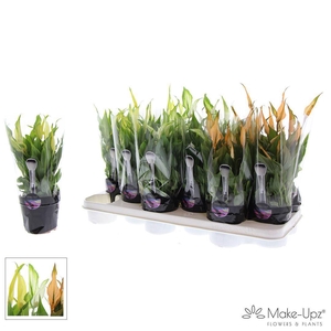 Spathiphyllum 10,5 cm Make Upz Halloween