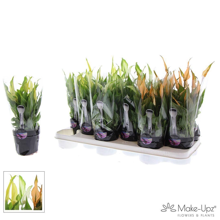 <h4>Spathiphyllum 10,5 cm Make Upz Halloween</h4>