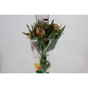 ALSTROEMERIA CANYON 080 CM