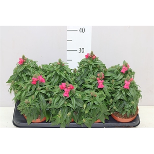 Antirhinnum Majus Pink