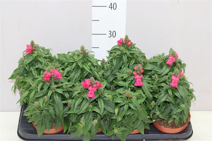 <h4>Antirhinnum Majus Pink</h4>