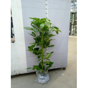 Schefflera actin. 'Amate'