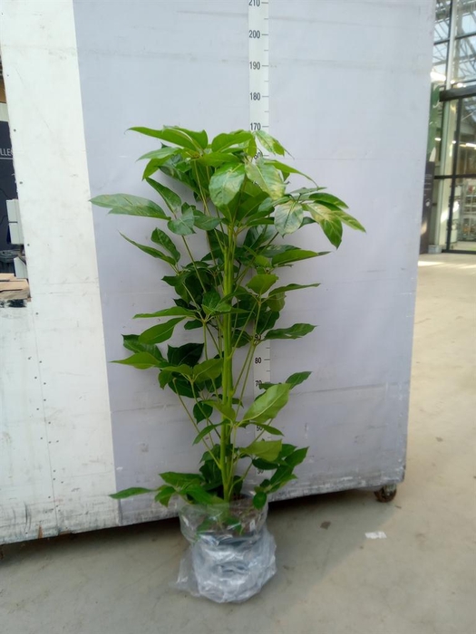 <h4>Schefflera actin. 'Amate'</h4>