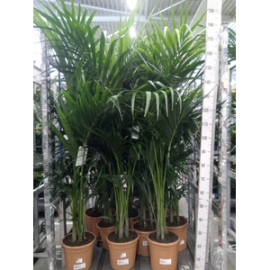 Howea forsteriana