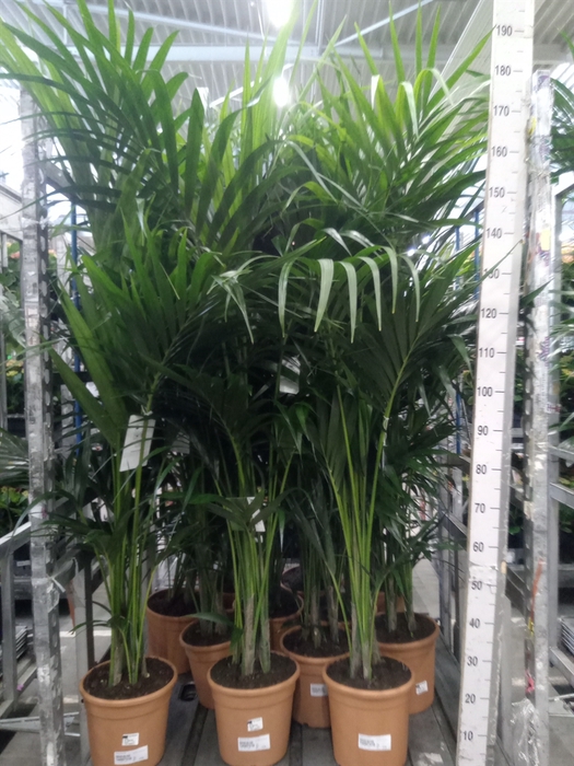 <h4>Howea forsteriana</h4>