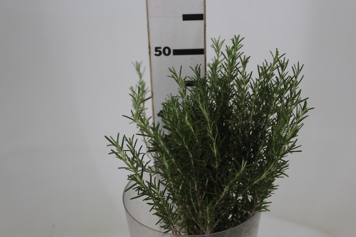 <h4>FOLH ALECRIM</h4>