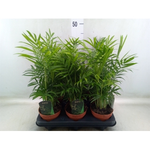 Chamaedorea elegans