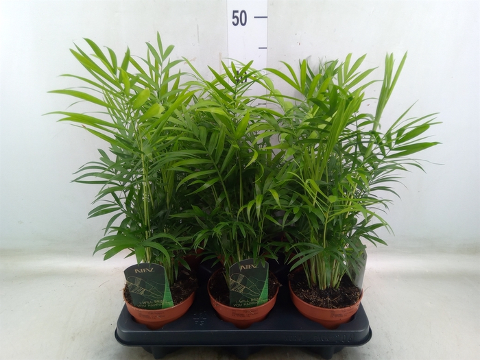 <h4>Chamaedorea elegans</h4>