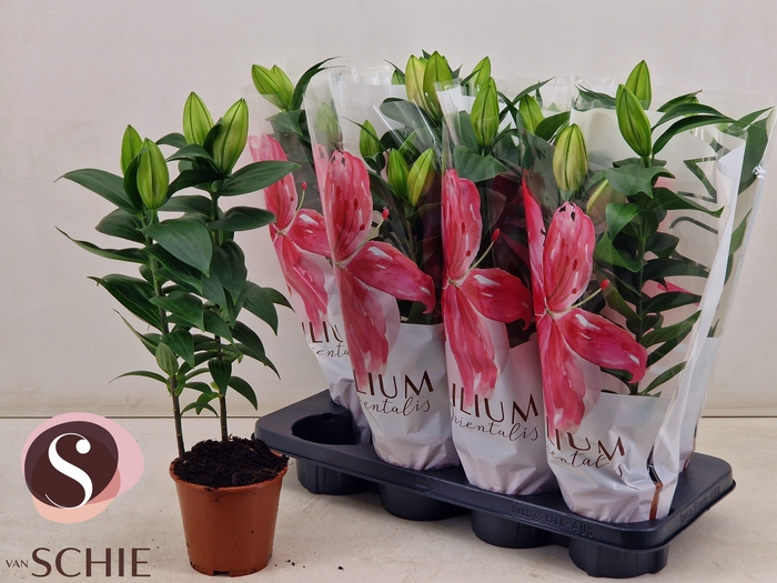 <h4>LIL OR REELEEZE</h4>