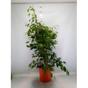 Ficus benja. 'Exotica'