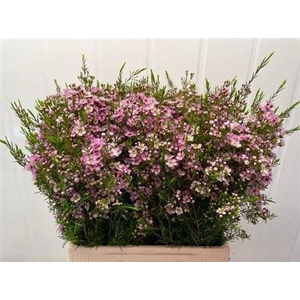 Chame Un Olivia Pink 70cm