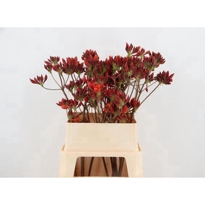 RHODO. NEW ORANGE 080CM