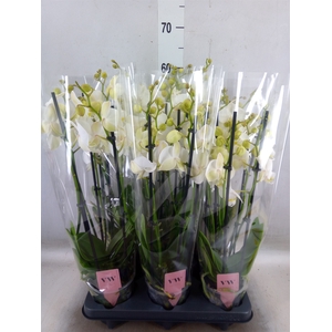 Phalaenopsis  'Ant Inverness'