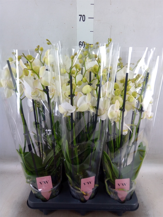 <h4>Phalaenopsis  'Ant Inverness'</h4>