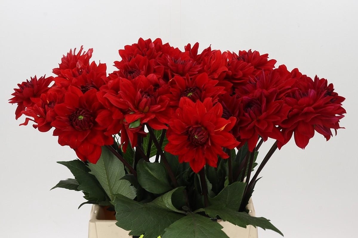 <h4>Dahlia Heatwave</h4>