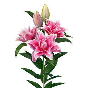 LI OR OVERIG DUBBEL Roselily Bianca 4+