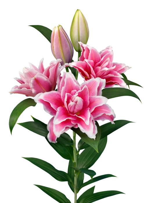 <h4>LI OR OVERIG DUBBEL Roselily Bianca 4+</h4>