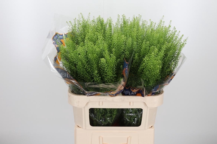 <h4>Lepidium Green Bell</h4>