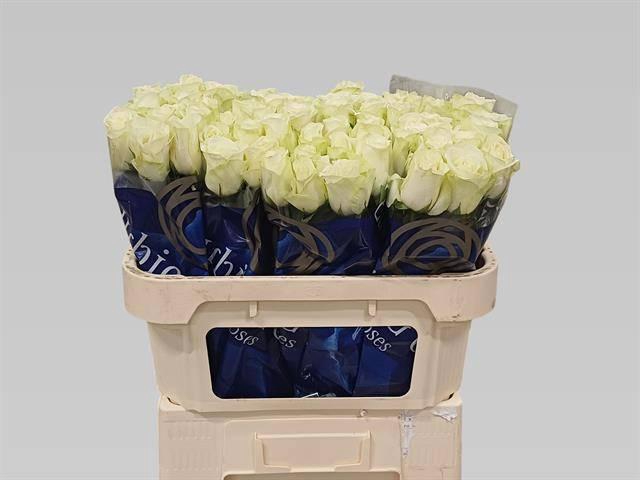 <h4>R GR SNOWSTORM+</h4>