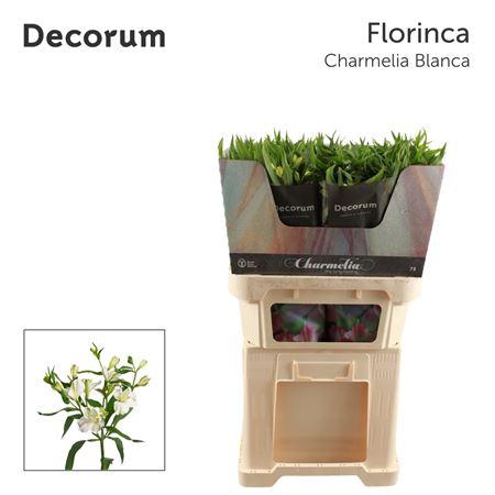 <h4>Alst Fl Charme Blanc</h4>