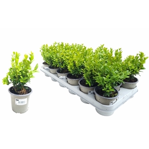 BUXU SEMPERVIRENS