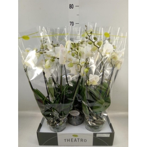 Phalaenopsis   ...white