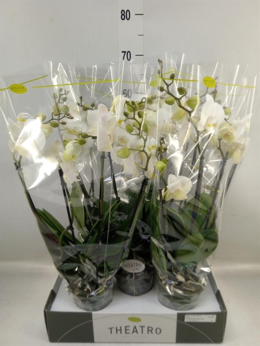 <h4>Phalaenopsis   ...white</h4>
