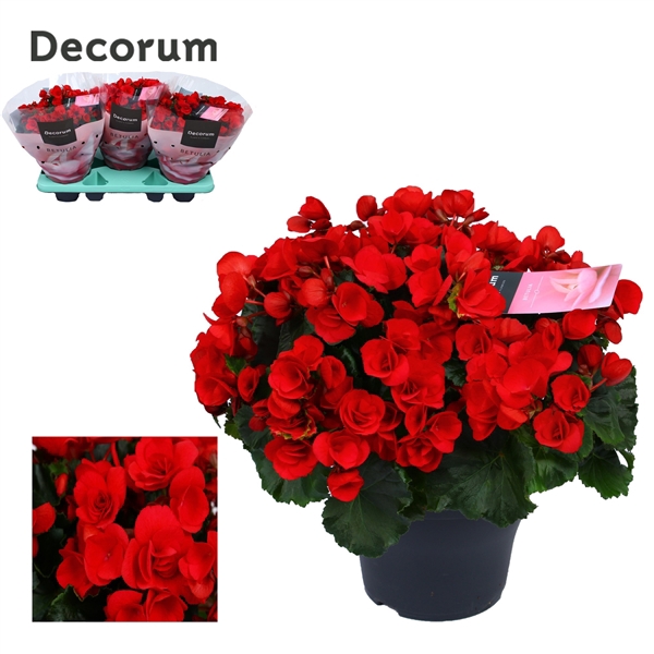 <h4>Begonia ''betulia'' red Decorum</h4>
