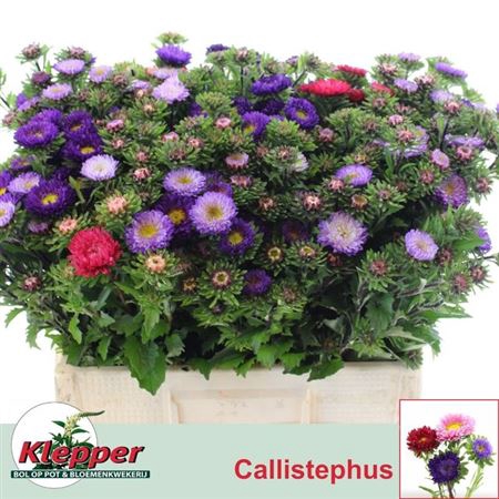 <h4>Callis Gem Per Bos</h4>