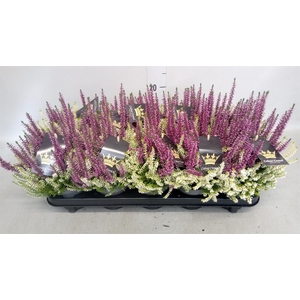 Calluna vulg. 'Beauty L CCrow' ..mx