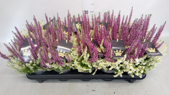 <h4>Calluna vulg. 'Beauty L CCrow' ..mx</h4>