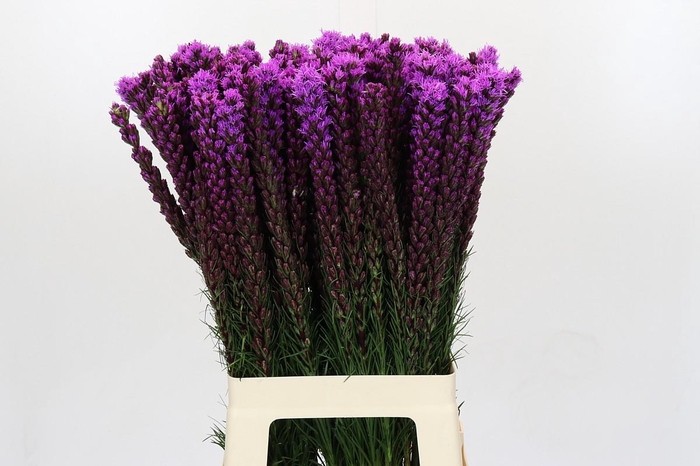 <h4>Liatris Callilepis</h4>