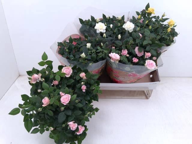 <h4>RO FAV RO GEM 3 SRT</h4>