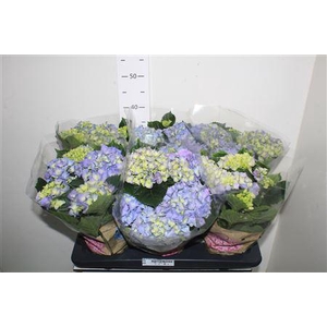 Hydr M Early Blue 6+